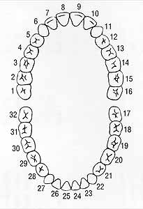 Teeth Numbering Chart | Understanding the Tooth Numbering Chart