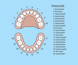 Dental Tooth Numbers Chart | Diagram of the Tooth Numbering System