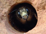 Can carpenter bees control?