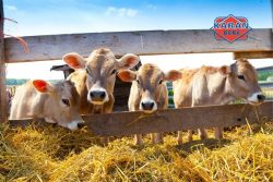 Buy Healthy Calves for Sale