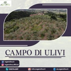 Campo Di Ulivi