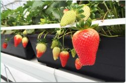 growing bags for strawberries