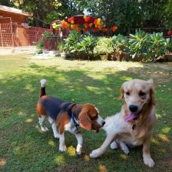 Dog boarding service in Gurgaon