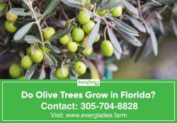 Do Olive Trees Grow in Florida?