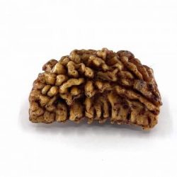 Buy Authentic 1 Mukhi Rudraksha in Delhi