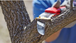 professional Tree Trimming Mount Gravatt East