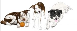 Dog Group Training Classes