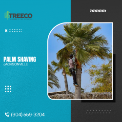 Palm Shaving Jacksonville