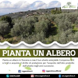 Pianta un Albero