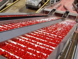 Tomato Processing Machinery