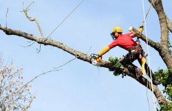 Tree Cutting Service