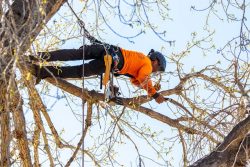 Arborist Tree Trimming Services