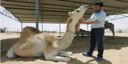 Understand How Camel Cloning Became Big Business In Dubai