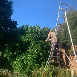 Garden Maintenance Southampton