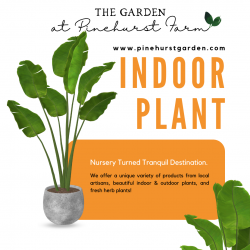 Best Collection of Indoor Plants in Bristol