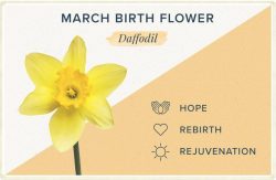 What is the March Birth flower & Stone?