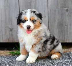 Mini Aussie Puppies