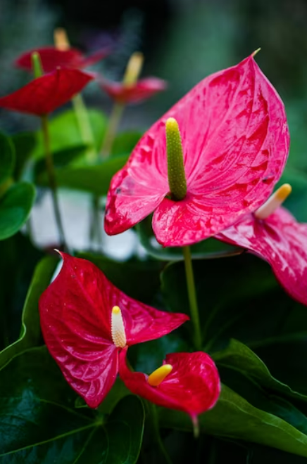 Bringing Nature Indoors: Buy Your Dream Plants Online with Plantasia