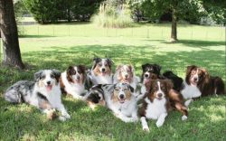 Miniature Australian Shepherd For Sale