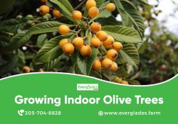 Growing Indoor Olive Trees