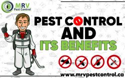 Pest Control and Its Benefits