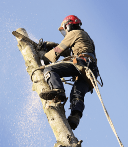 More Suitable Tree Trimming Slacks Creek