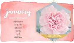 What is the January Birth flower & Stone?