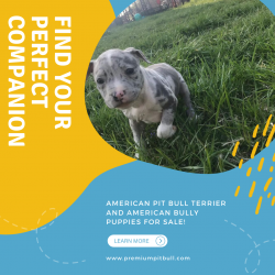 American Bully Breders In Usa