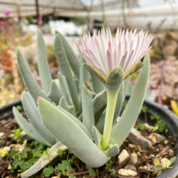 Celebrate The Beauty Of Australian Native Flowers