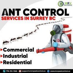 Bed bug control services in surrey BC