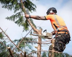 The Importance of Professional Tree Trimming: A Guide to Maintaining Healthy Trees in Charleston