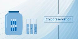 Cryopreservation and Safety concerns – Accumaximum