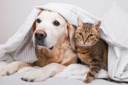 Understanding the Differences and Similarities Between Dogs and Cats