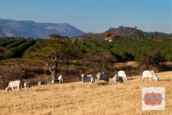 Find the Perfect Prices for Cattle in South Africa