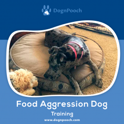 Food Aggression Dog Training