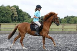 Horseback Riding Adventures: Explore the World from the Back of a Horse