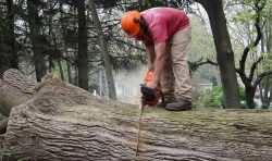 Preserving Safety and Beauty: Why Tree Removal is Essential