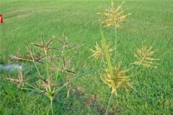 Yellow vs purple nutsedge or nutgrass flower comparison