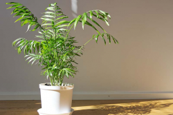 Ponytail Palm: An Exotic Delight for Your Indoor Garden