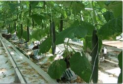 hydroponics greenhouse