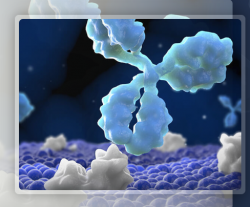 Screening for Positive Hybridoma Cells by ELISA