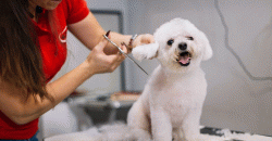 Gorgeous Grooming: Keeping Your Dog Looking Fabulous