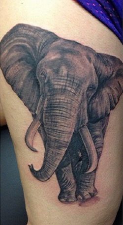 Elephant