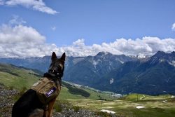 Experience Luxurious Dog-Friendly Vacation