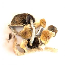 GOLDEN TEACHER MUSHROOMS 1 ounce