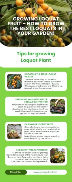 Growing Loquat Fruit – How to Grow the Best Loquats in Your Garden!