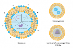 Liposomal Formulation Development