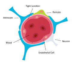 Liposomes for Brain Drug Delivery