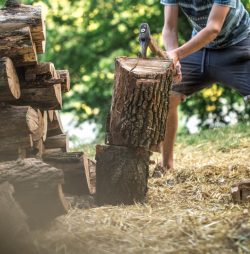 Tree Lopping Services in Sydney