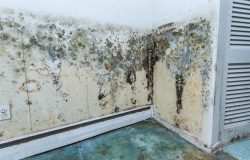 Santa Fe’s Top Mold Remediation Services